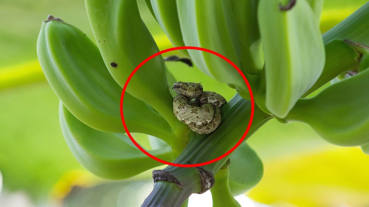 5 Loai Cay De Thu Hut Ran Vao Nha 231600