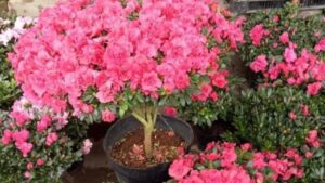 5 Loai Cay Dep Me Man Nhung Tuyet Doi Khong Nen Trong Trong Nha Du Chi 1 Chau 151348