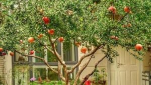 5 Loai Cay Trong San Vuon Hop Phong Thuy Mang Lai Vuong Khi Cho Gia Chu 140247