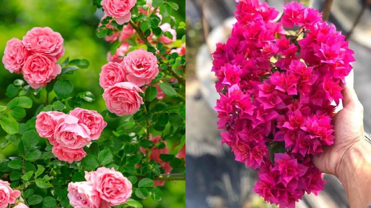 5 Loai Hoa Nen Trong Truoc Cua Nha De Don Loc 162841