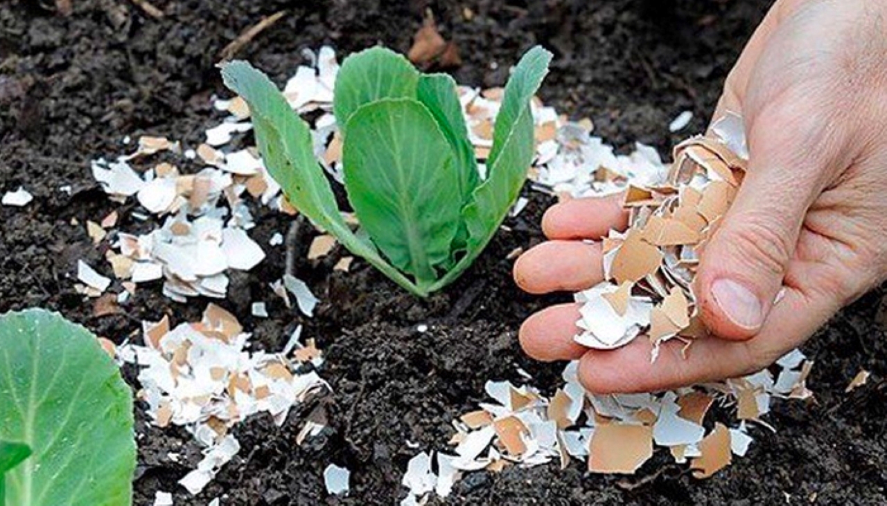 5 Nguyen Lieu Nha Bep Cuc Tot Cho Cay Trong Nhung It Nguoi Biet 184313