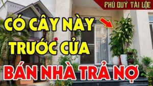 6 Vi Tri Trong Nha Cu Dat Cay La Hut Can Het Loc 230301