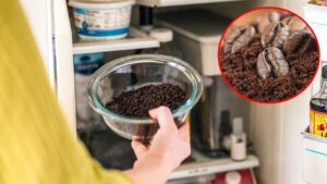 7 Cach Khu Mui Hoi Tu Lanh Bang Nguyen Lieu Tu Nhien An Toan 231530