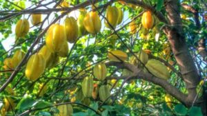 7 Loai Cay An Qua Phong Thuy Nen Trong Trong Vuon Nha De Thu Hut Tai Loc May Man 005828