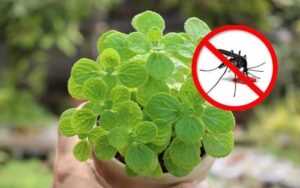 9 Loai Cay Duoi Muoi Lai Loc Sach Khi Doc Trong Nha La Cay Gi 230859