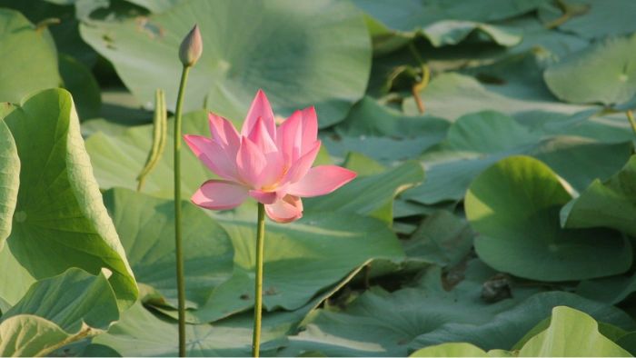 A921Ba2Ecd911Feb54Cafb1Cc756Ed18 4