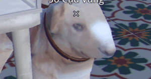 Av 17622477493141026148736 0 0 537 859 Crop 17622477530971519599822