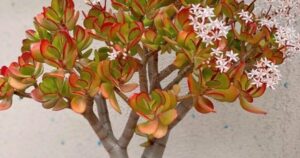 Avatar1763111340327 176311134072788628454