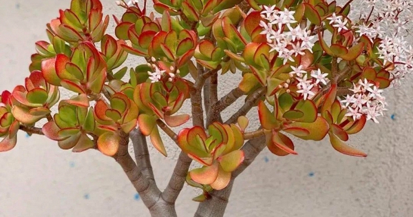 Avatar1763111340327 176311134072788628454