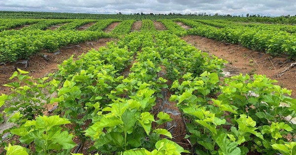 Avatar1763163061858 1763163062506213206395