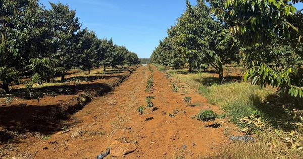 Avatar1763340027889 1763340028332495606374