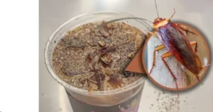 Avatar1763542451030 176354245131948316620.Webp