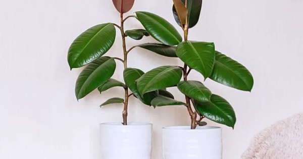 Avatar1763956095623 17639560962901862482789