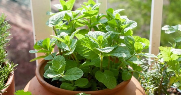 Avatar1763984348427 17639843493591300262517 40 0 878 1600 Crop 17639844103551905491409