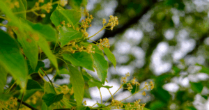 Avatar1764313911133 1764313911569773127383 0 0 314 600 Crop 1764314745946809298561