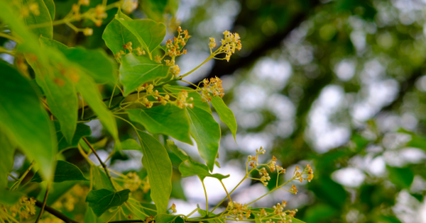 Avatar1764313911133 1764313911569773127383 0 0 314 600 Crop 1764314745946809298561