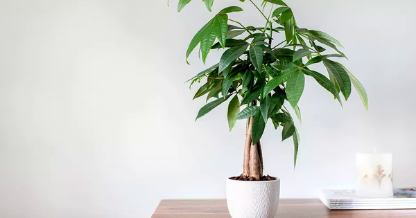 Avatar1764338660811 1764338661205408514581