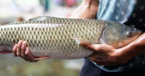 Avatar1764732740101 17647327408842140583429 0 0 419 800 Crop 176473292065091183215