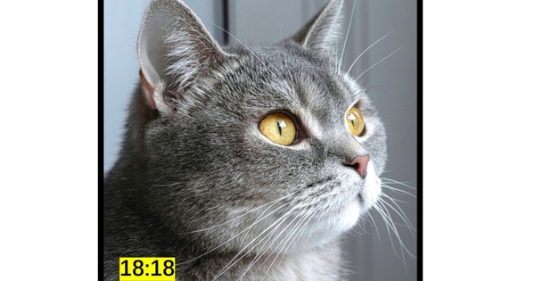 Avatar1764767986020 1764767986386845685123 54 0 1054 1600 Crop 17647680326011955397633