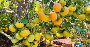 Avatar1764822766320 1764822766736945770045