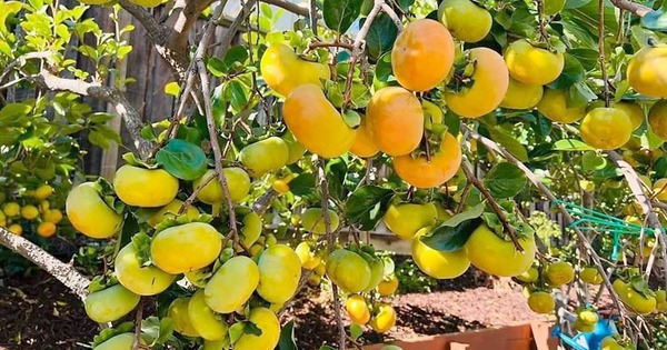 Avatar1764822766320 1764822766736945770045