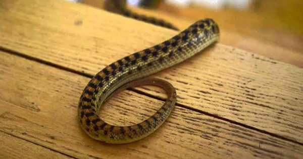 Avatar1764834030736 1764834031734706424282