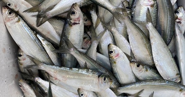 Avatar1765324474998 1765324475325703517551