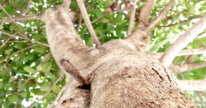 Avatar1765359188399 17653591887861713290779