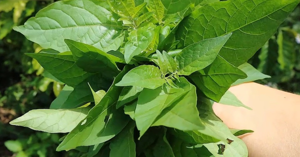 Avatar1765531176108 1765531176447772428319