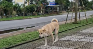 Avatar1765860515021 17658605157211361493117.Webp