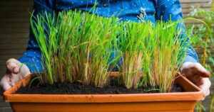 Avatar1765873583482 1765873583881855584320