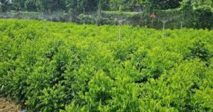 Avatar1766108521845 17661085227911982216640 0 0 314 600 Crop 17661086446451600127288