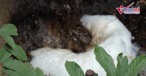 Bai Rac Khung O Thanh Hoa Thanh Noi Am Anh Du An Dien Rac Bat Dong 3627