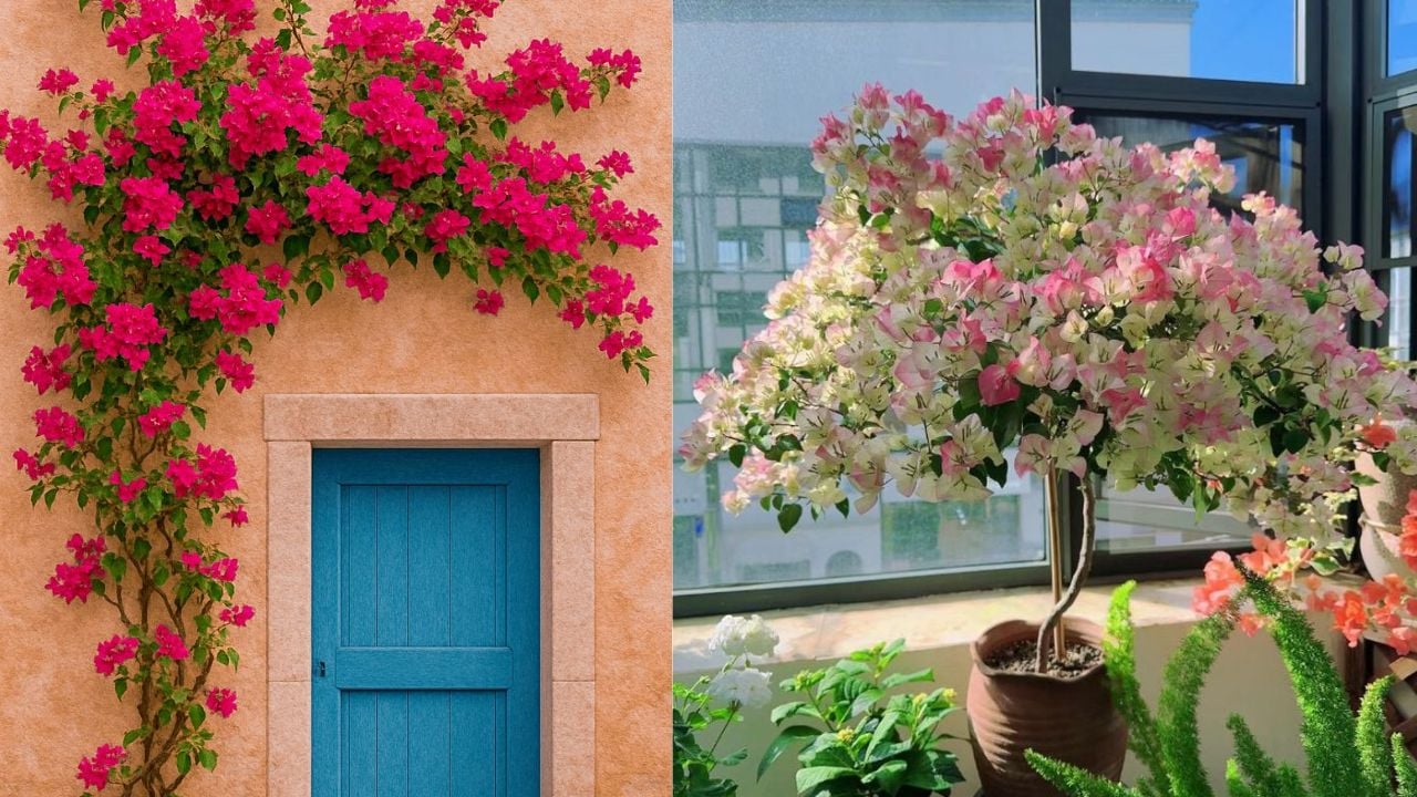 Bay Gio La Thoi Diem Vang Cham Soc Dung Cach De Cay Hoa Giay No Dung Dip Tet Am Lich Binh Ngo 2026 1