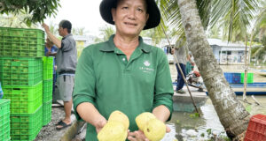 Bi Che Dai Khi Bo Lua Trong Oi Hong Lao Nong Can Tho Nay Thu 400 Trieu Moi Nam 2592