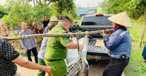 ca sau lon bat ngo xuat hien trong khu dan cu o quang ninh 2485