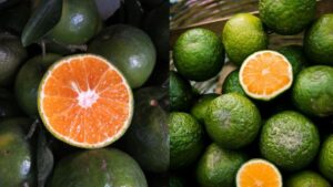 Cach Chon Cam Sanh Ngon Ruot Vang Uom Mong Nuoc Ngot Thom Khong Kho 231429