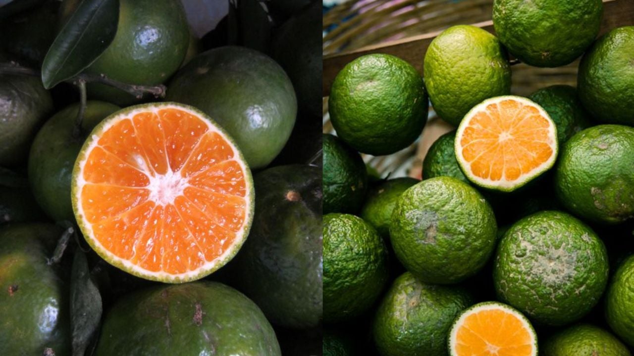 Cach Chon Cam Sanh Ngon Ruot Vang Uom Mong Nuoc Ngot Thom Khong Kho 231429