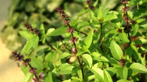 Cach Trong Cay Hung Que Phong Thuy Hut Tai Loc 235931