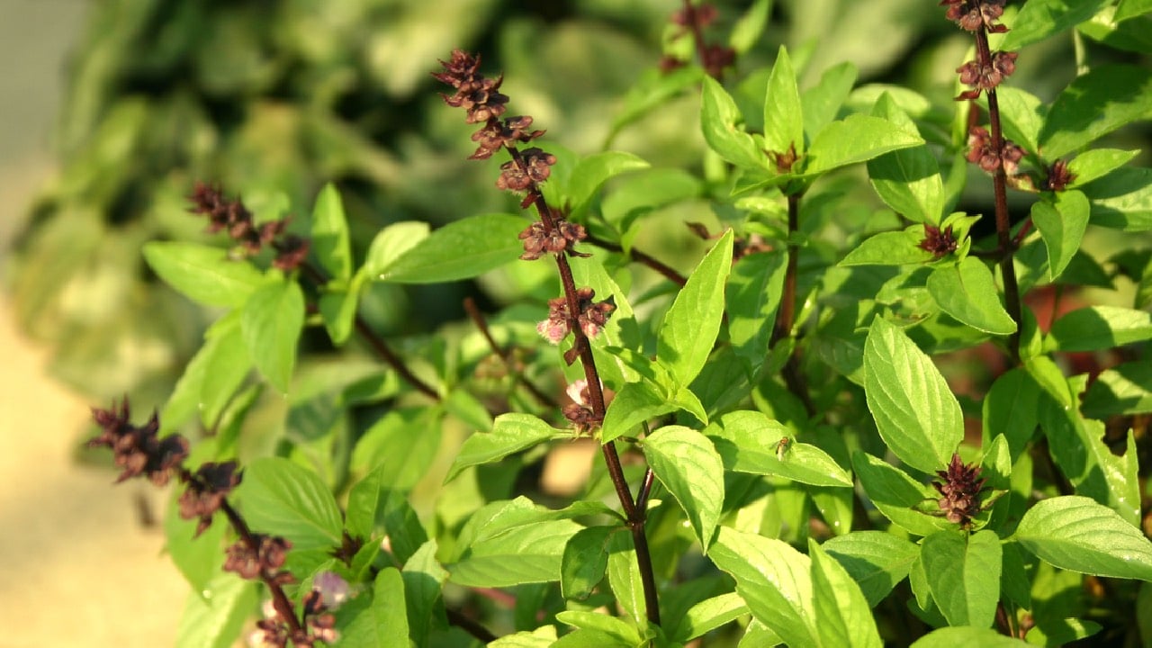 Cach Trong Cay Hung Que Phong Thuy Hut Tai Loc 235931