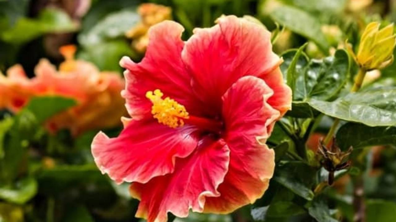 Can Than Chon Hoa Ban Tho 5 Loai Tuyet Doi Tranh Neu Khong Muon Mat Loc Xui Xeo Keo Den 155153