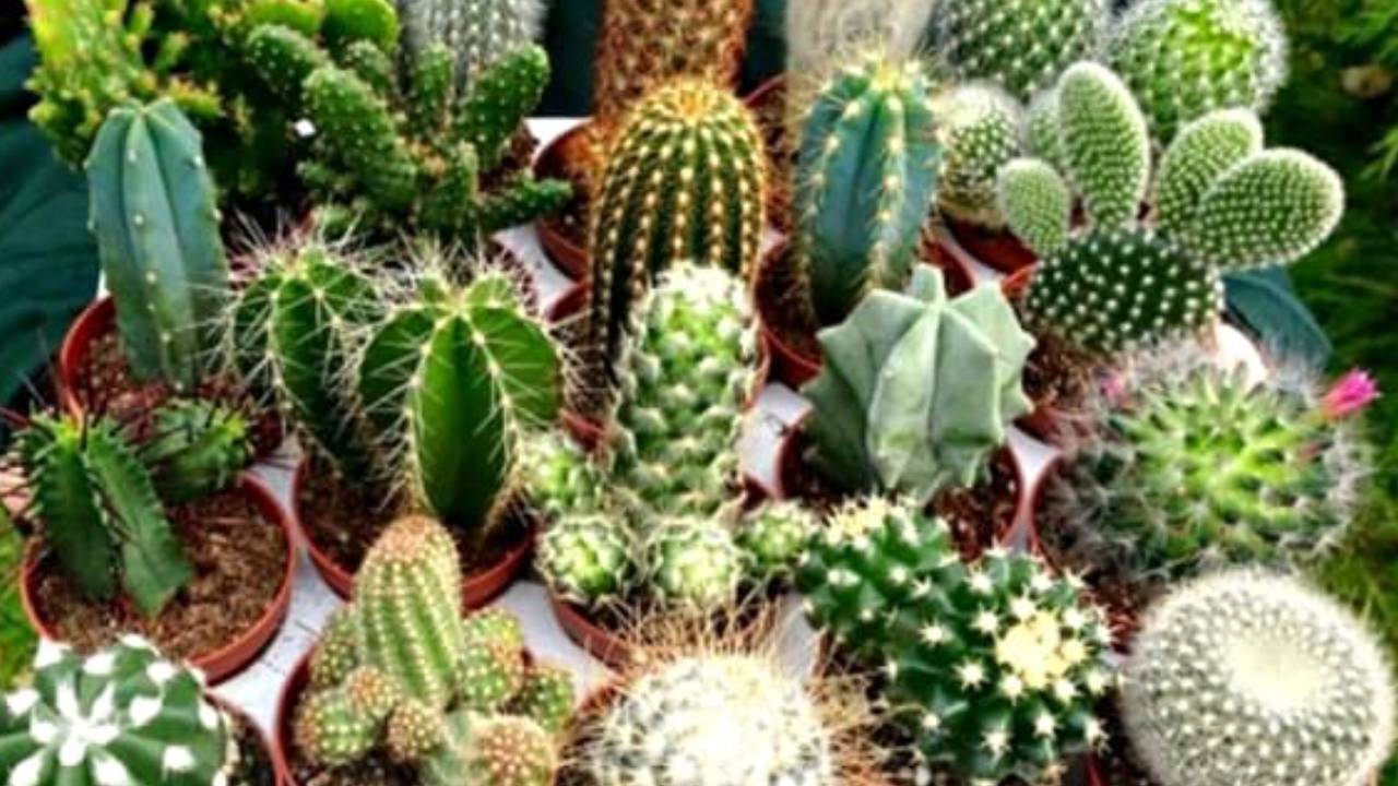 Canh Bao Chu Cua Hang 3 Vat Pham Tuyet Doi Khong Bay Keo Hao Tai Van Xui Ap Den 142506