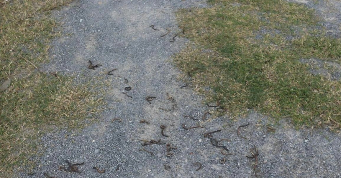 Canh Tuong Giun Dat Bat Ngo Bo Len Mat Duong Roi Chet Kho Hang Loat 897