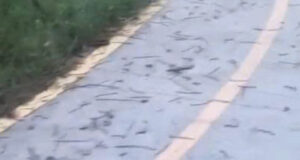 Canh Tuong Hang Nghin Con Giun Dat Bua Vay San Van Dong Khien Nguoi Dan Kinh Ngac 1598