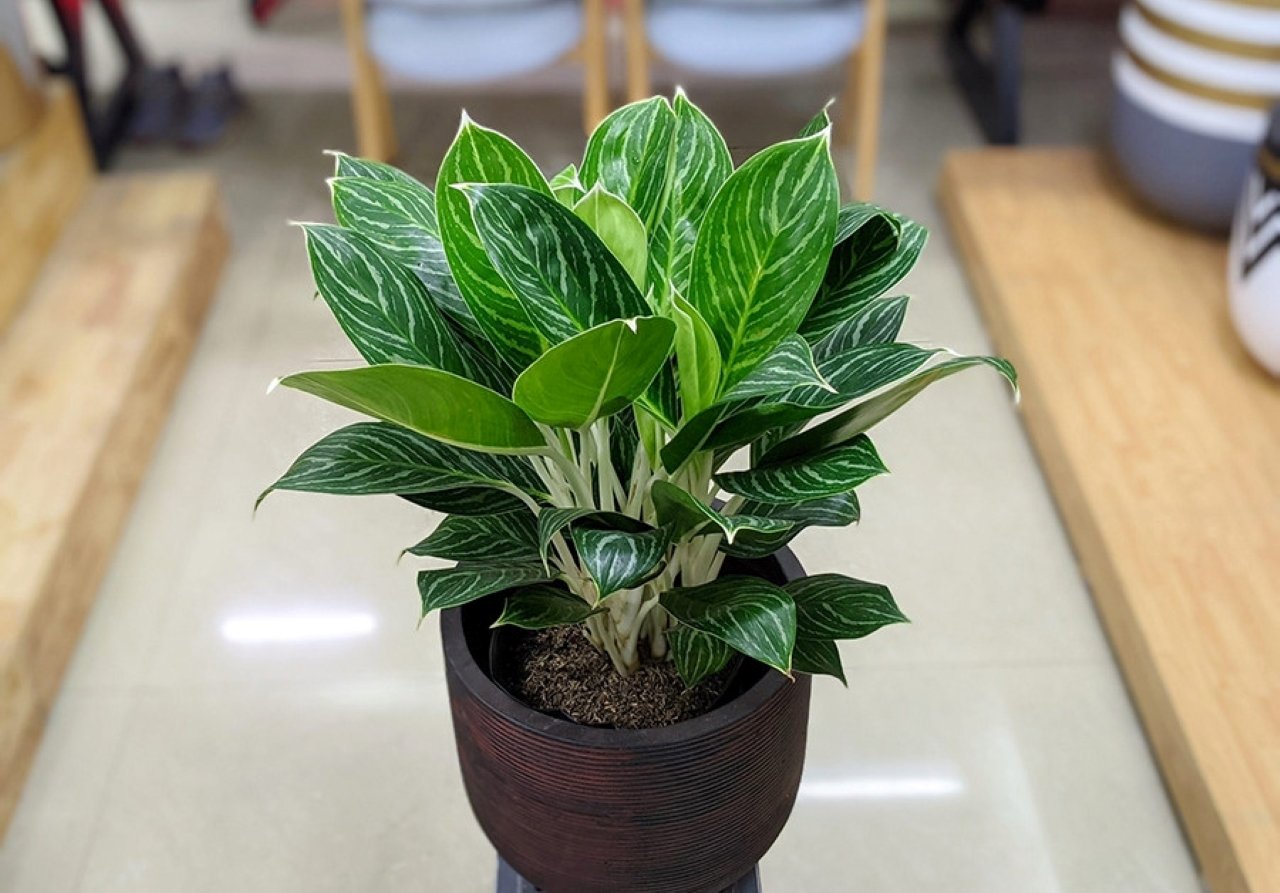 Cay Canh Phong Thuy Nay Tich Tai Tu Loc Hoi Sinh Phu Quy Co Loi Cho Cong Danh Thi Cu 054853