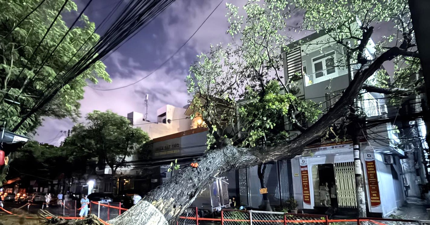 cay co thu do vao nha dan giua mua lon nhieu ho o trung tam da nang mat dien 2425