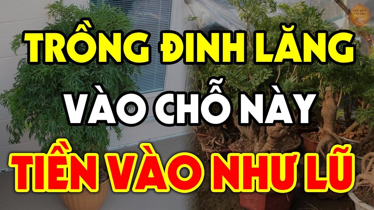 Cay Dinh Lang Tran Yem Cua Cai Dung Trong Linh Tinh Day Chinh La Vi Tri Hut Loc Ai Khong Biet Qua Da