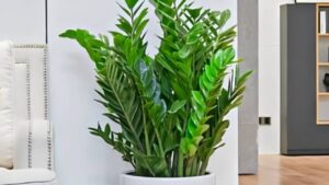 Cay Kim Tien Hop Menh Nao Chon Dung Menh Hut Loc Chieu Tai Khi Trong Trong Nha 150346