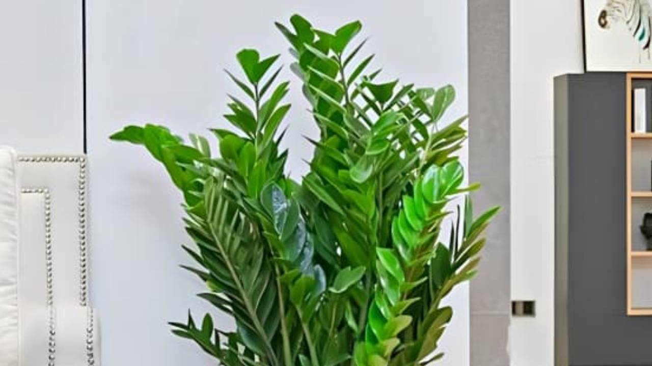 Cay Kim Tien Hop Menh Nao Huong Dan Chon Cay Phong Thuy Mang Tai Loc Vao Nha 142825