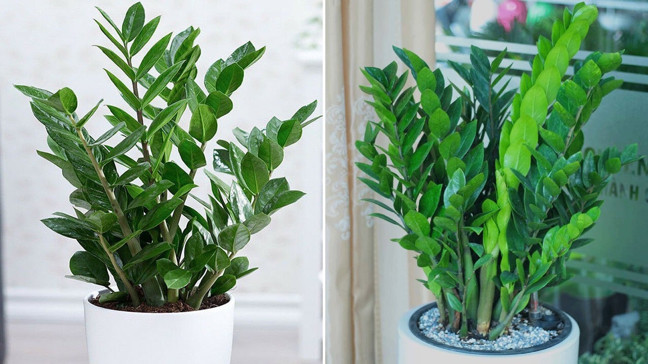 Cay Kim Tien Ky Voi Nguoi Thuoc 2 Menh Nay Co Trong Trong Nha De Mat Loc 233454